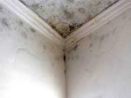 Forensic Mold Investigation in Shawano, WI