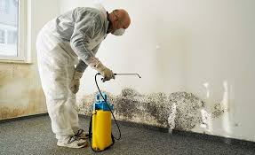 Why You Should Choose Our Mold Remediation Services in Shawano, WI